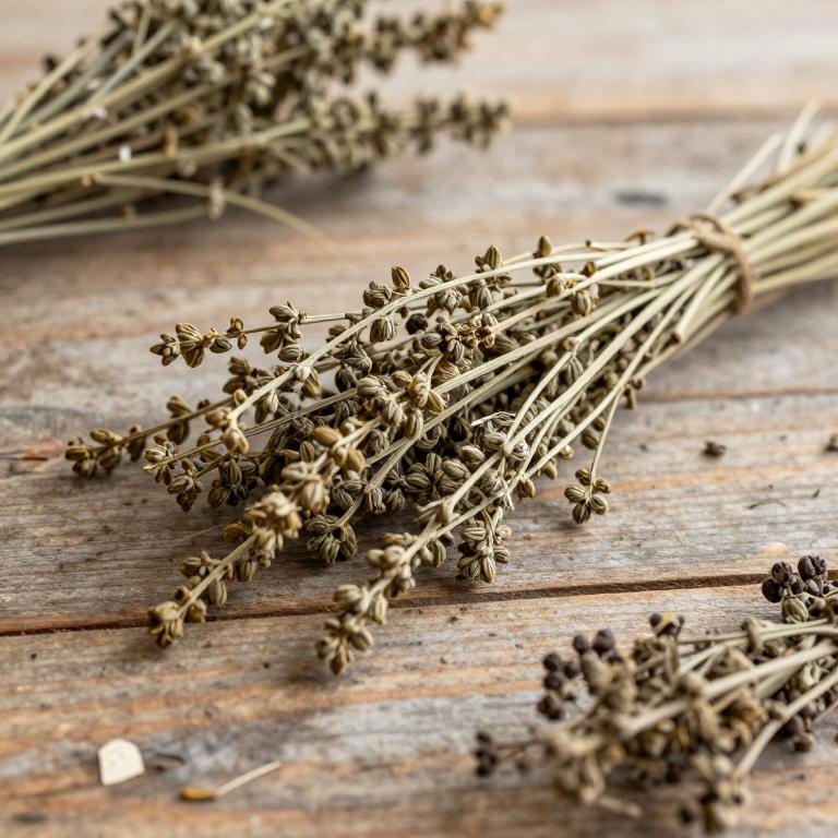 Salix mucronata