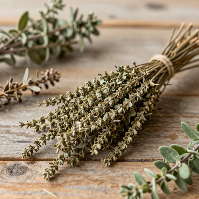 Salix nummularia