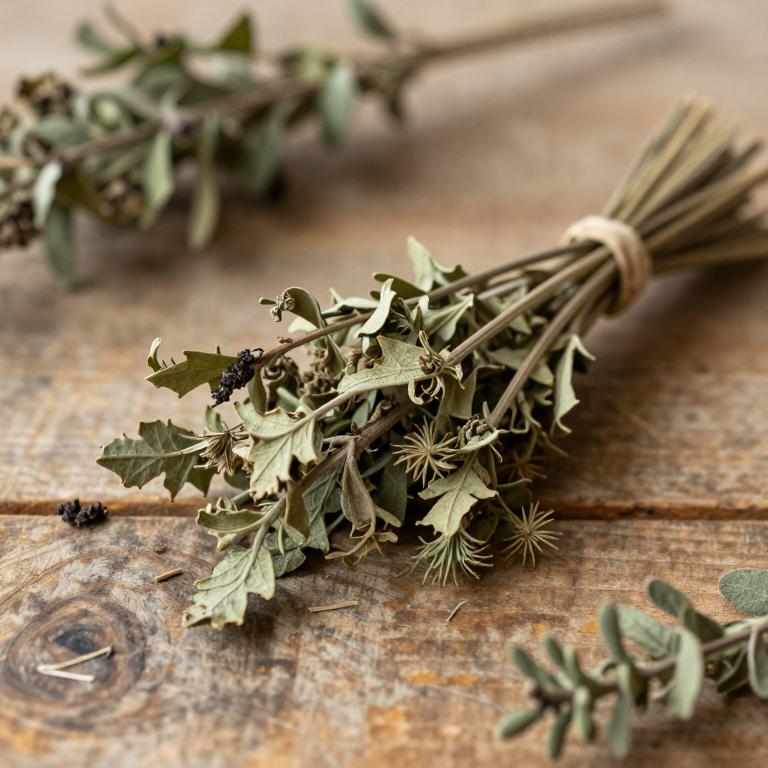 Salmea scandens