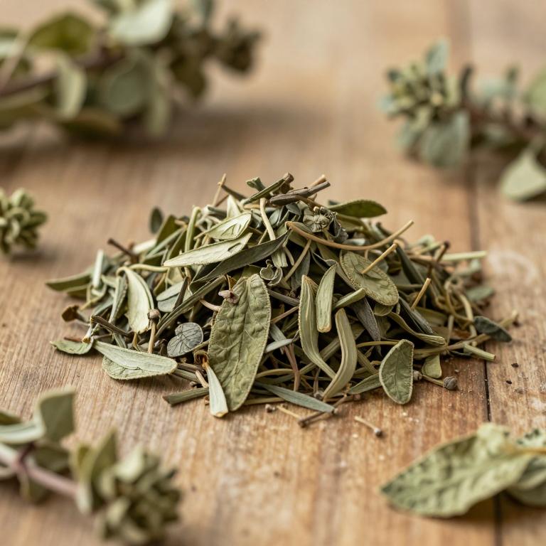 Salpichroa origanifolia