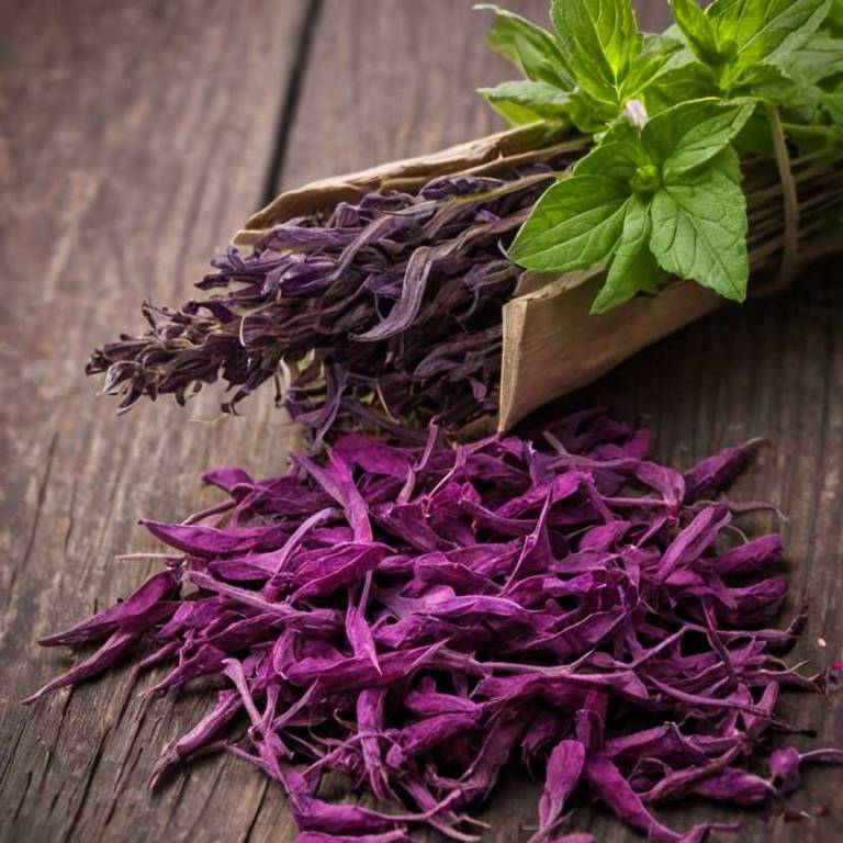 salvia miltiorrhiza for rheumatoid arthritis