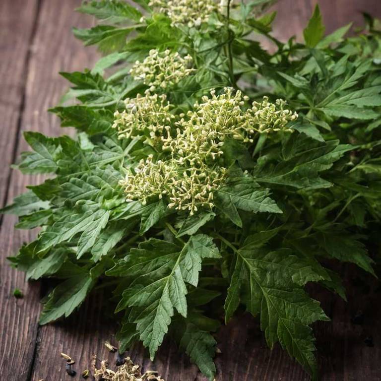 sambucus canadensis