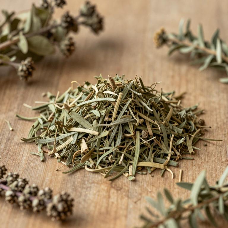 Sambucus mexicana