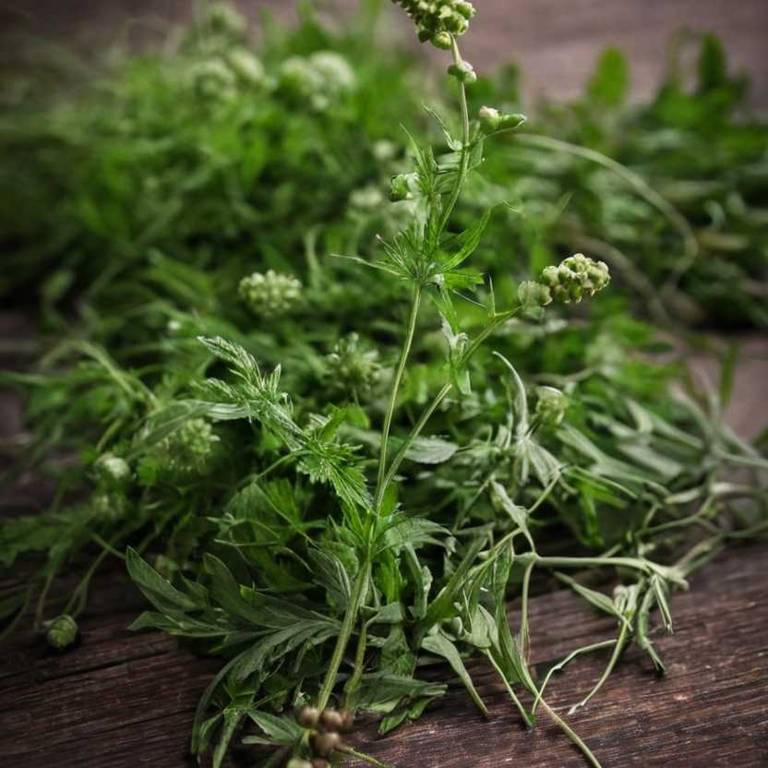 sanguisorba minor