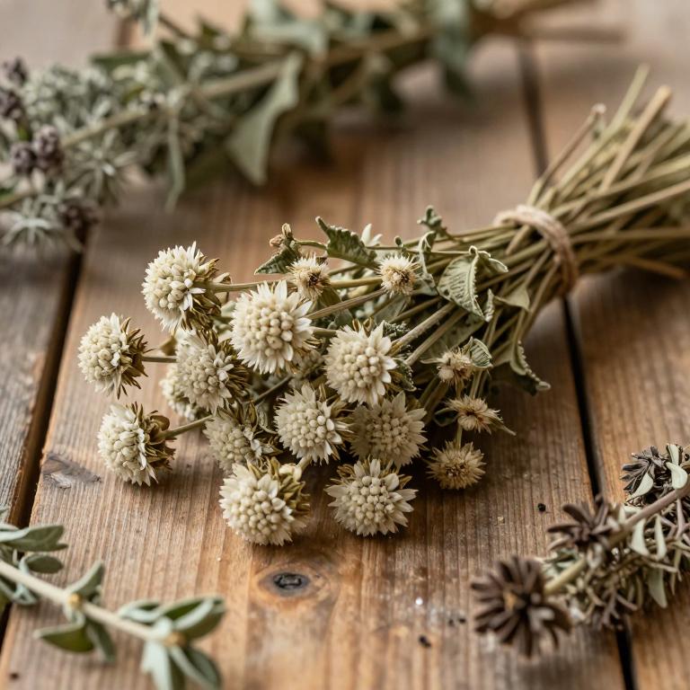 Scabiosa arenaria