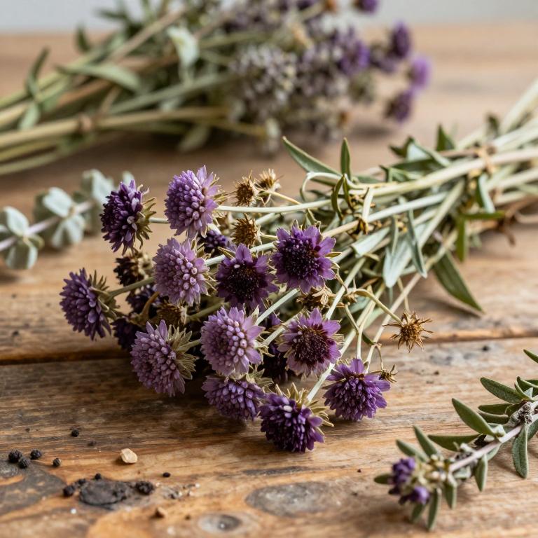 Scabiosa atropurpurea