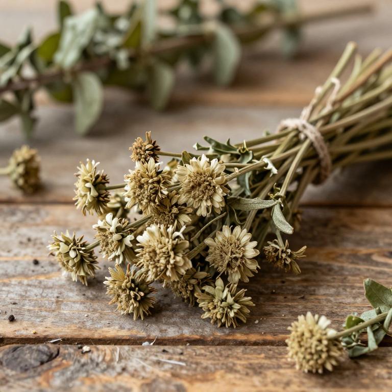 Scabiosa tschiliensis
