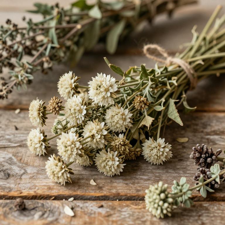 Scabiosa