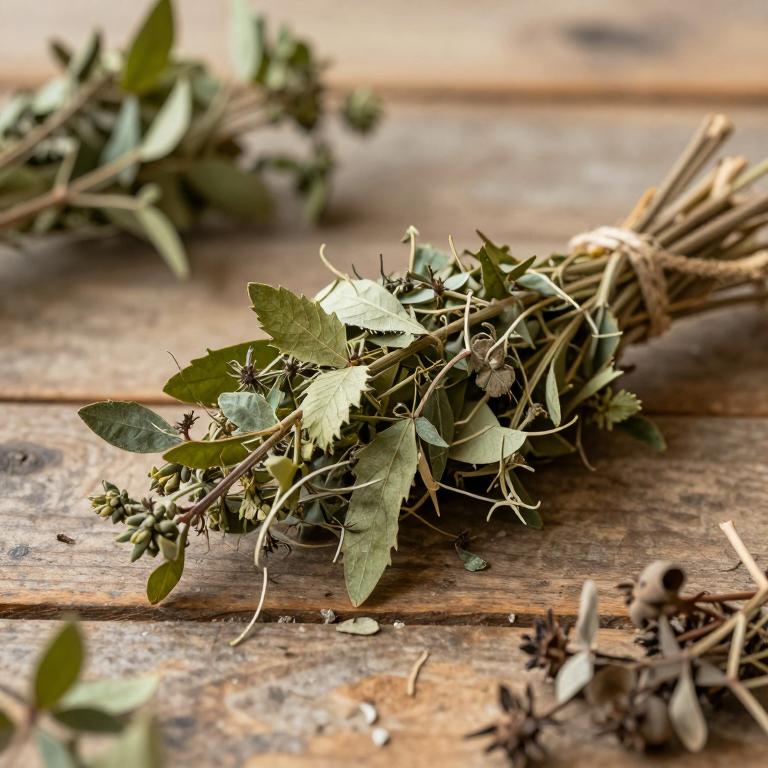Scindapsus officinalis