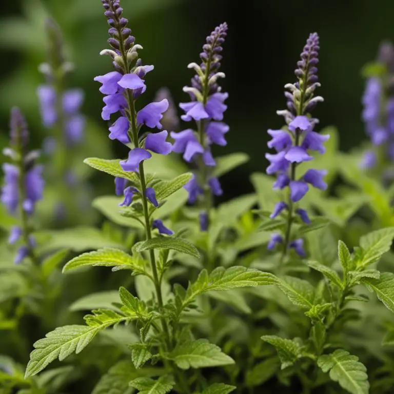 Scutellaria baicalensis plant