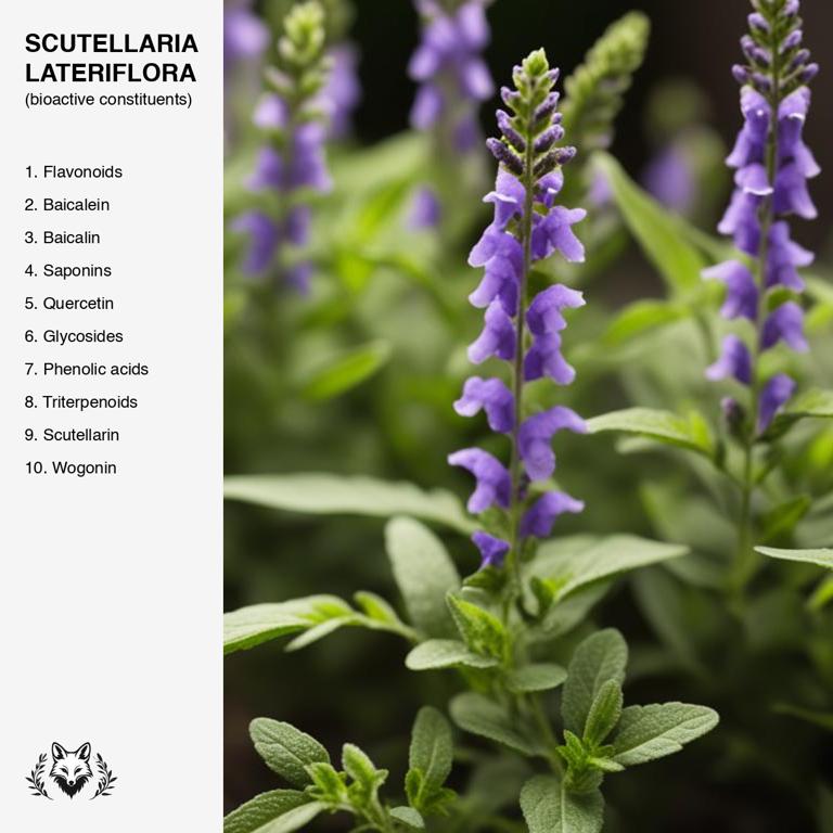 constituents of Scutellaria lateriflora