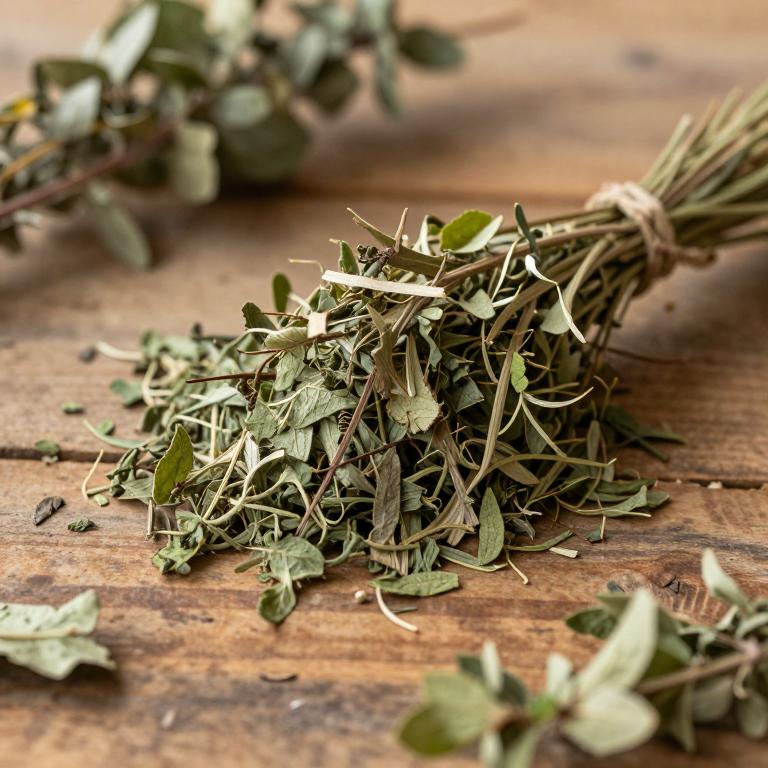 Scutellaria