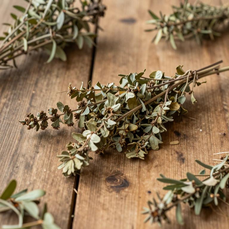 Searsia batophylla
