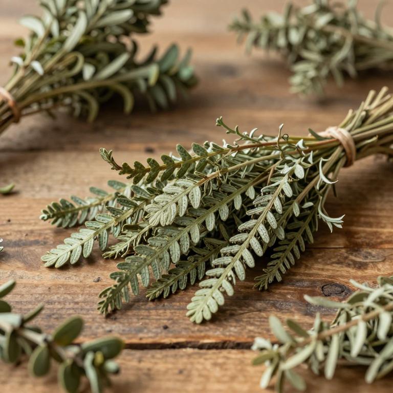 Selaginella myosurus