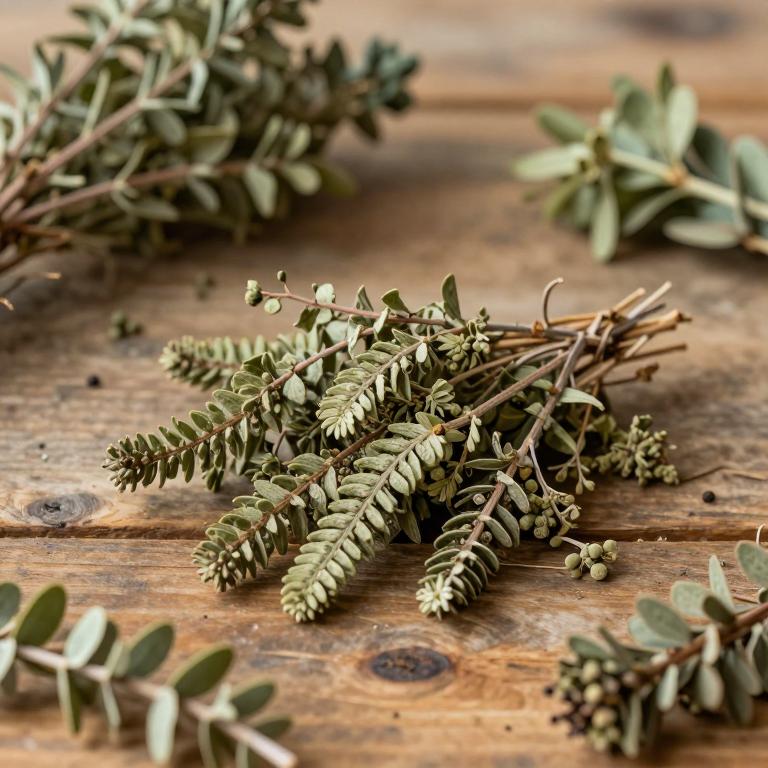 Selaginella nothohybrida