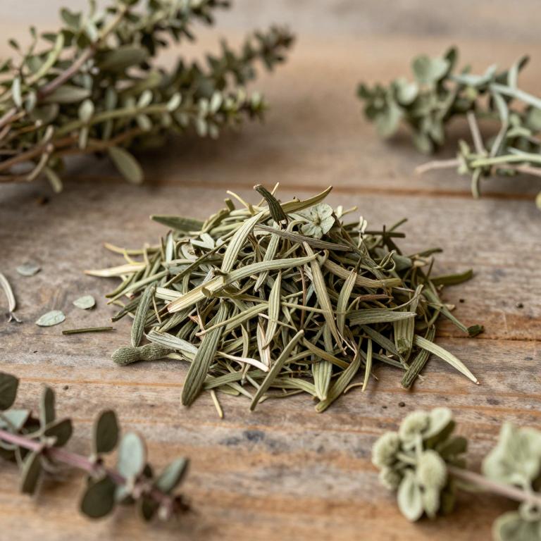 Selaginella