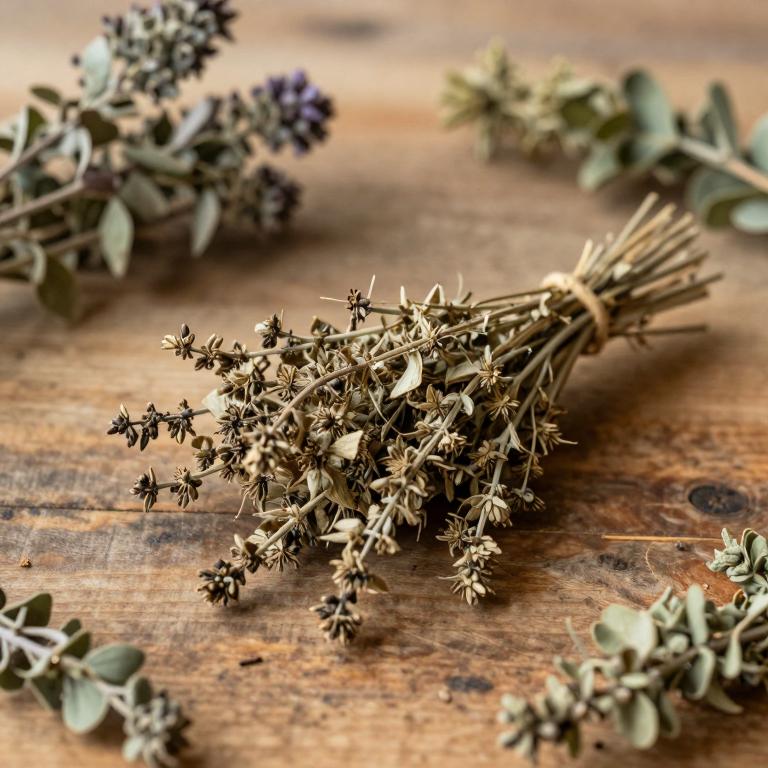 Senecio eriophyton