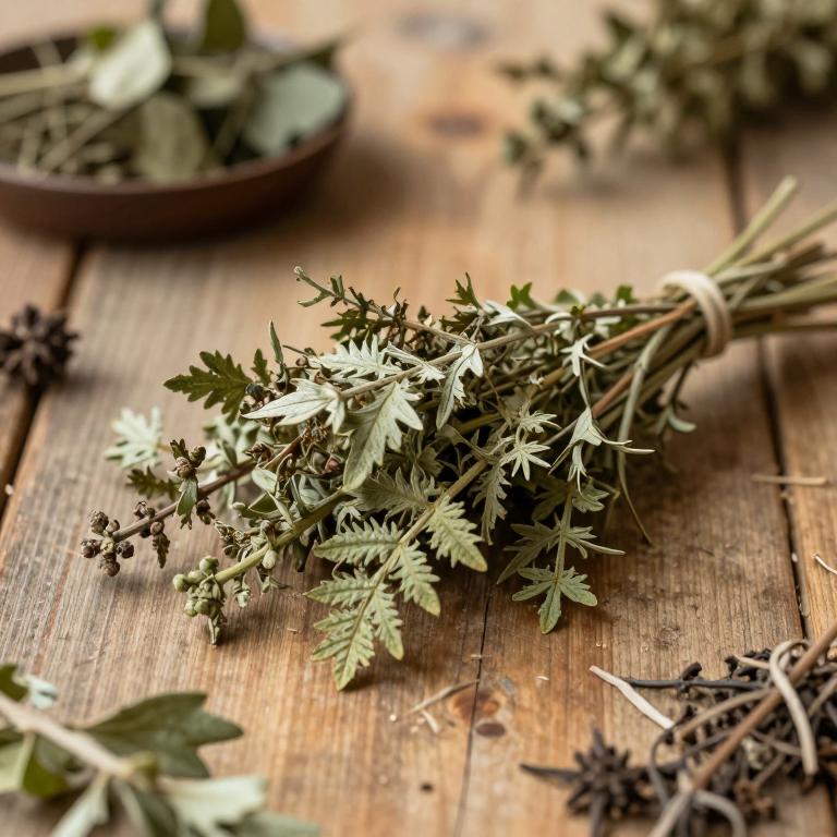 Senecio latifolius