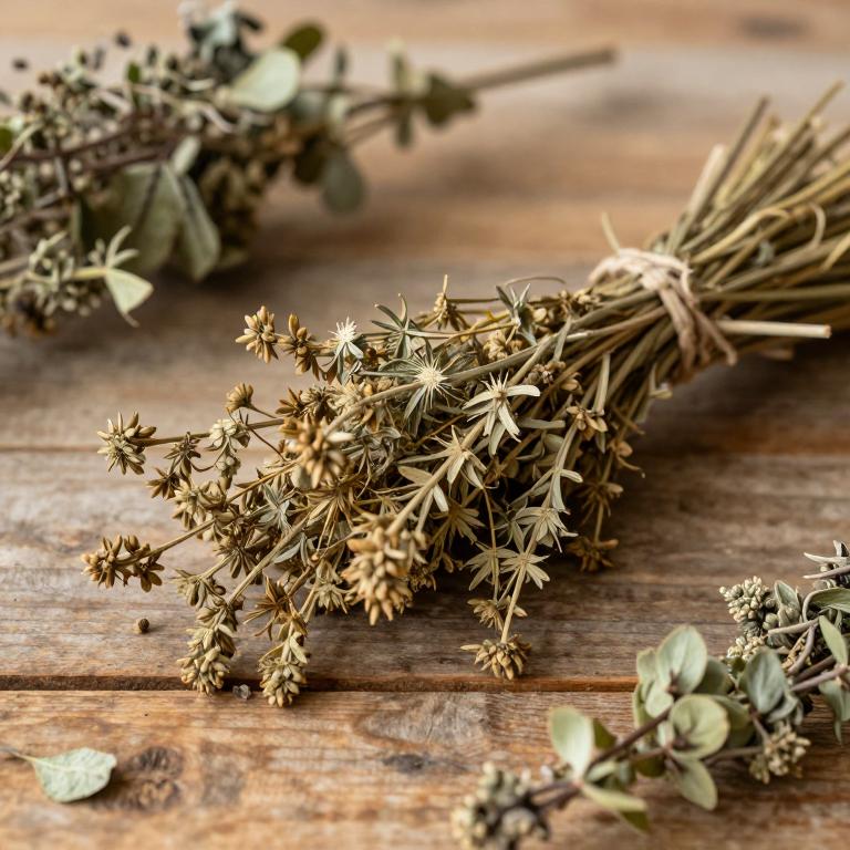 Senecio lyratus