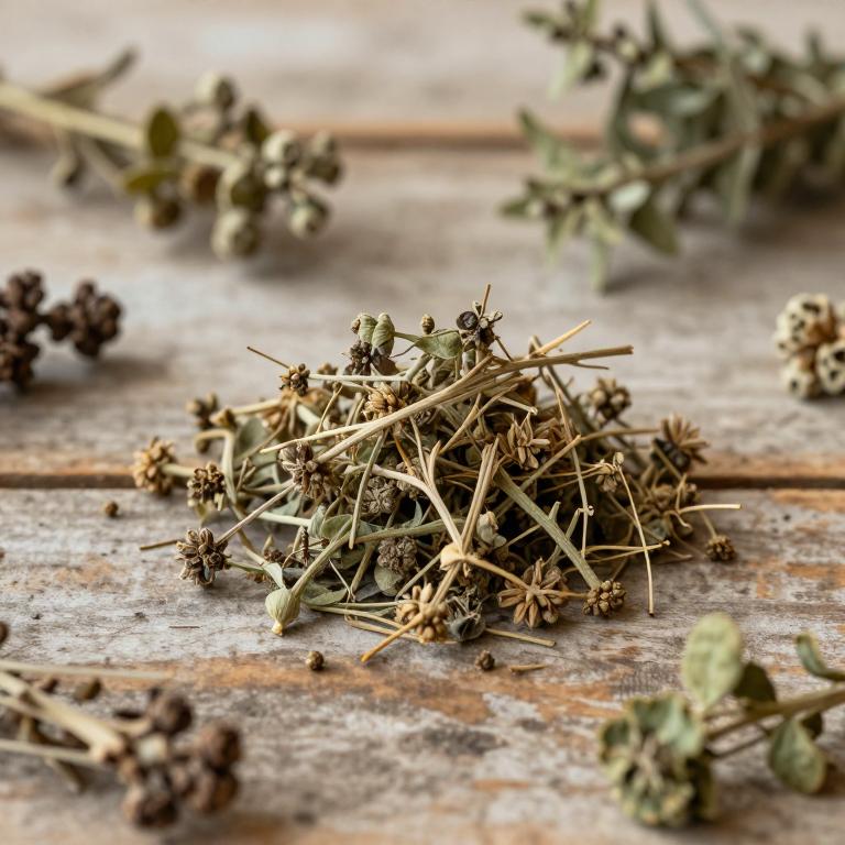 Senecio vernalis