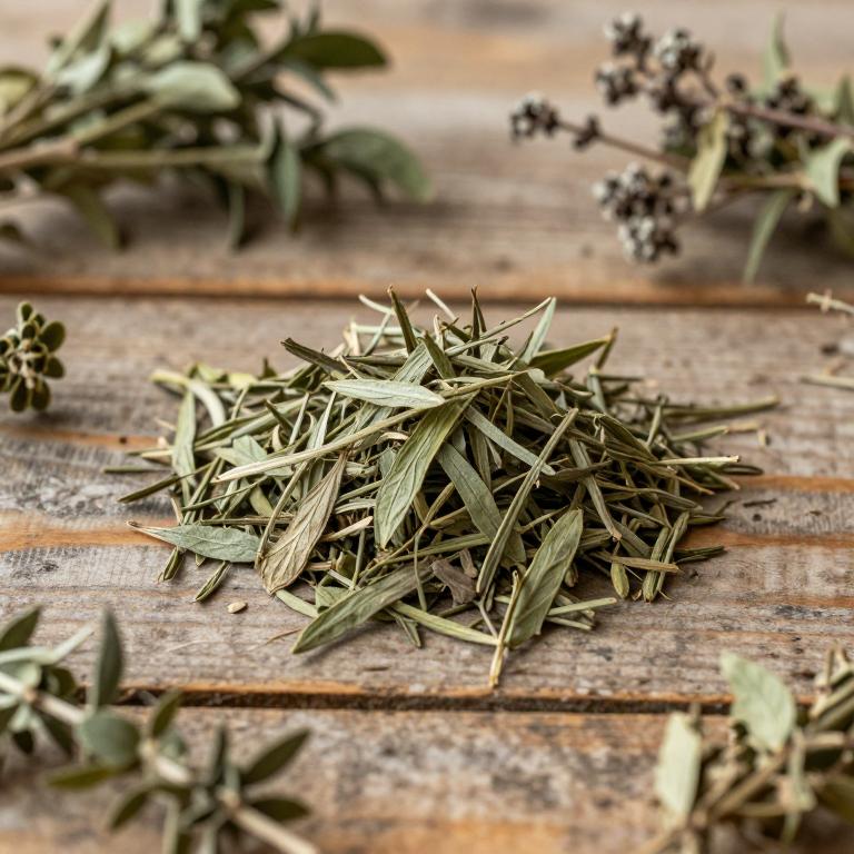 Senega molluginifolia