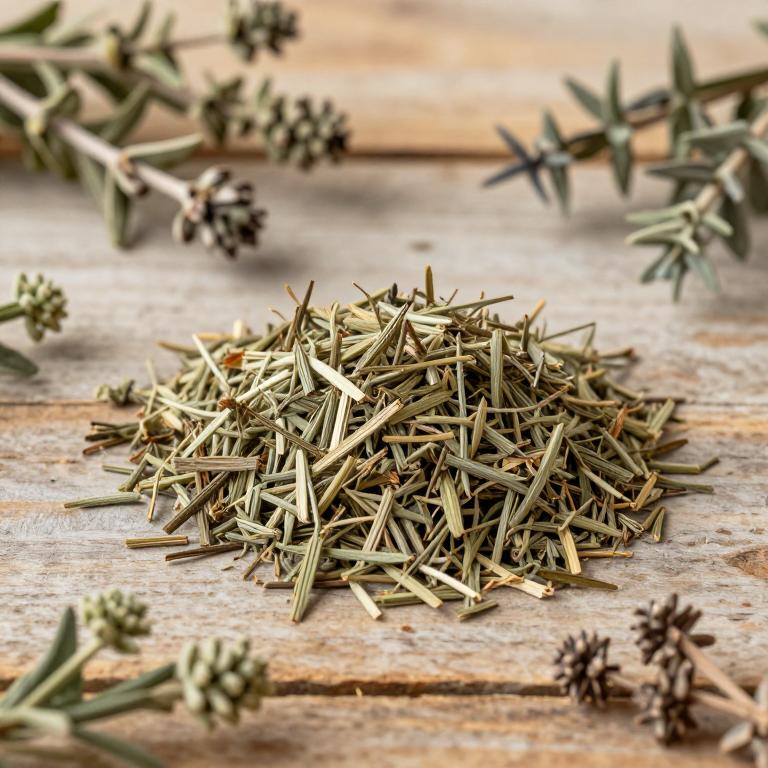 Sideritis incana