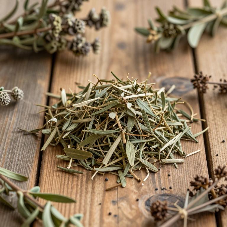 Silene niceensis