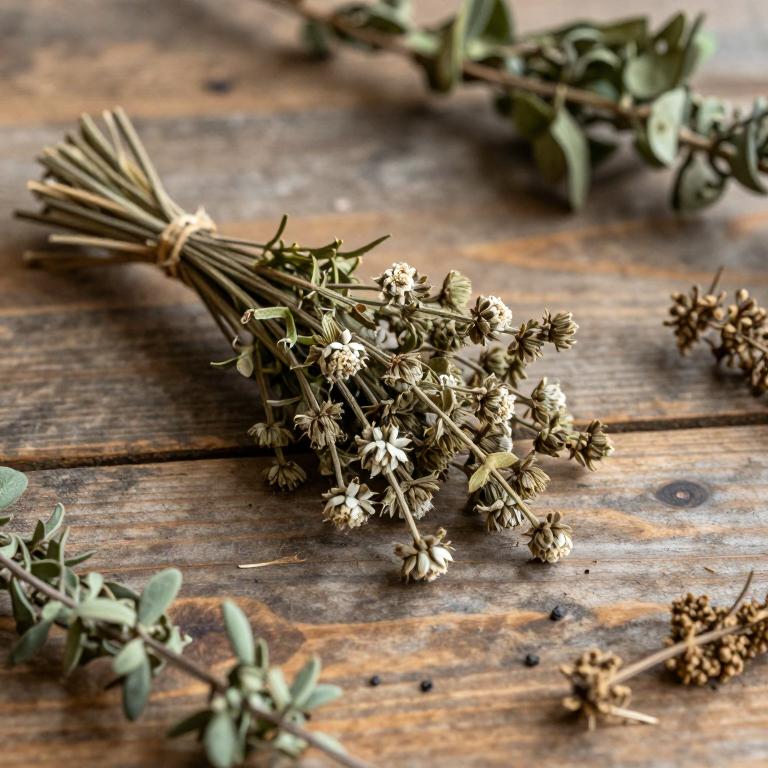 Silene nocturna