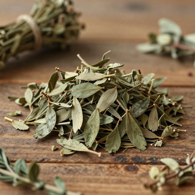 Smilax longifolia