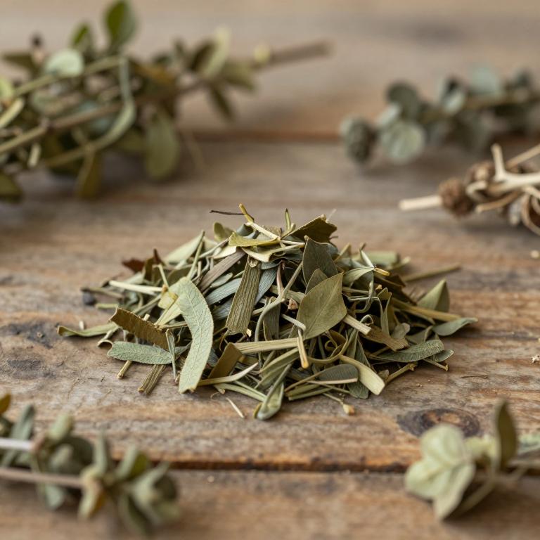 Smilax zeylanica