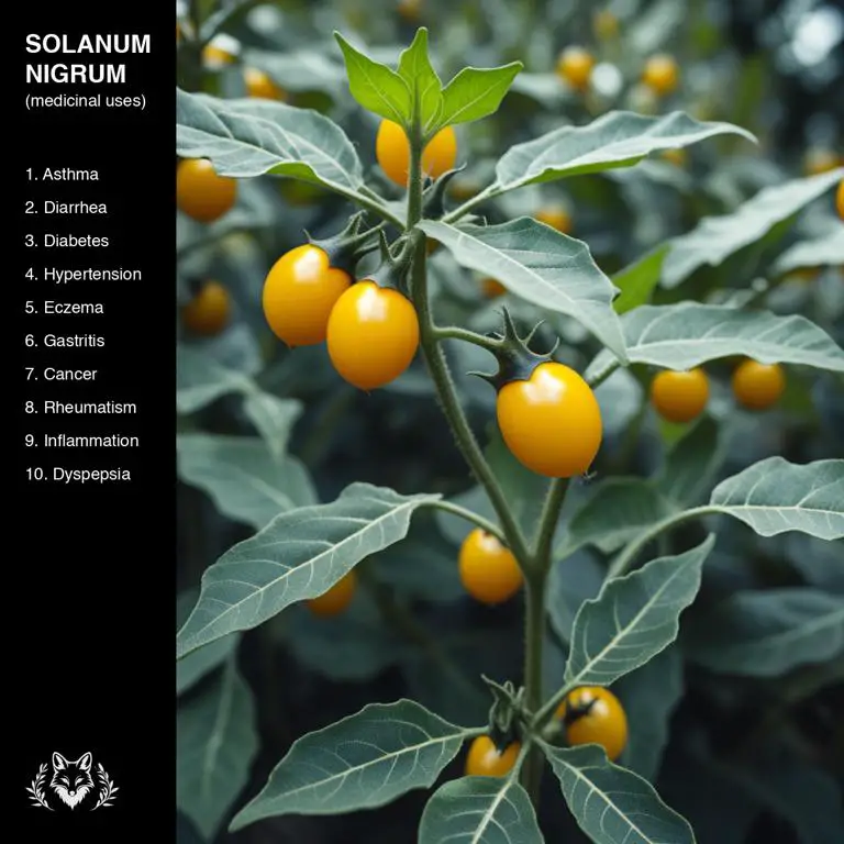 uses of Solanum nigrum