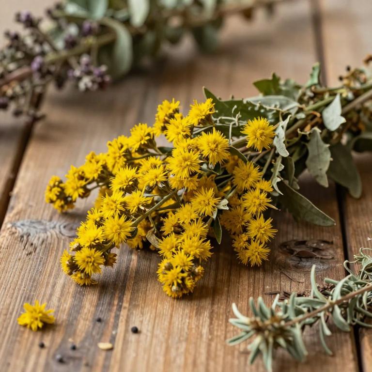 Solidago rugosa var. rugosa