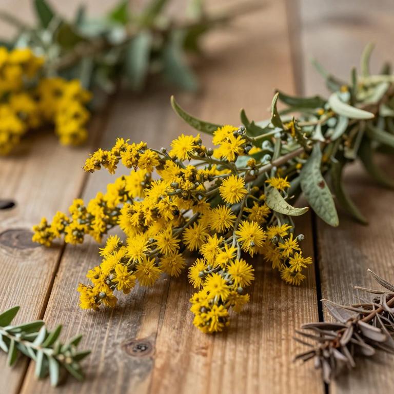 Solidago virgaurea subsp. virgaurea