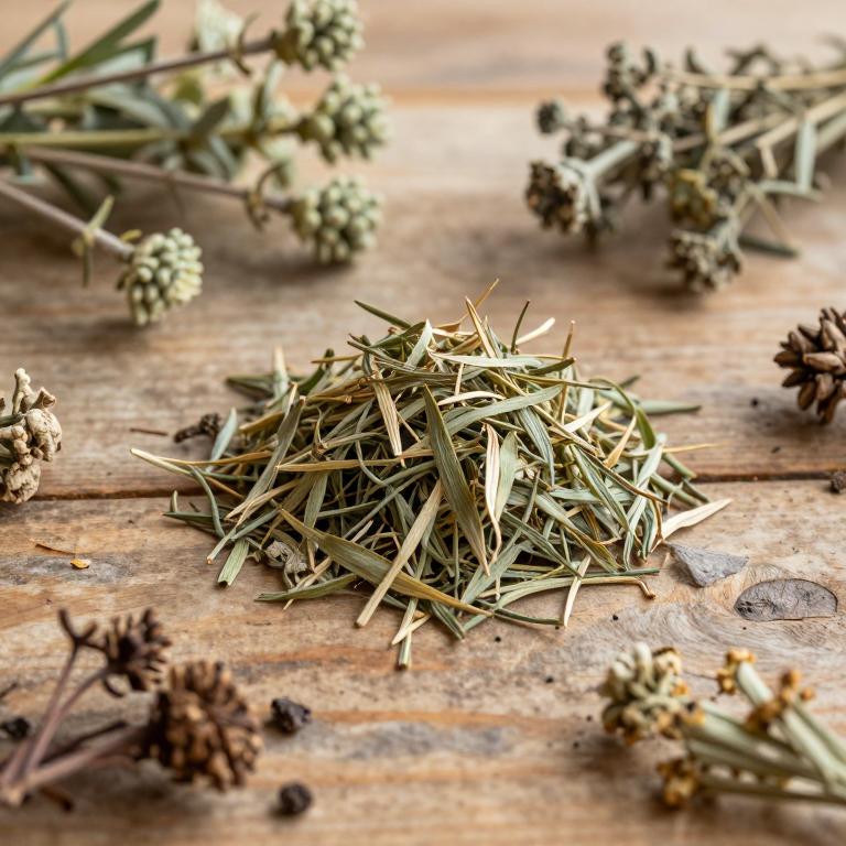 Sorocea hilarii