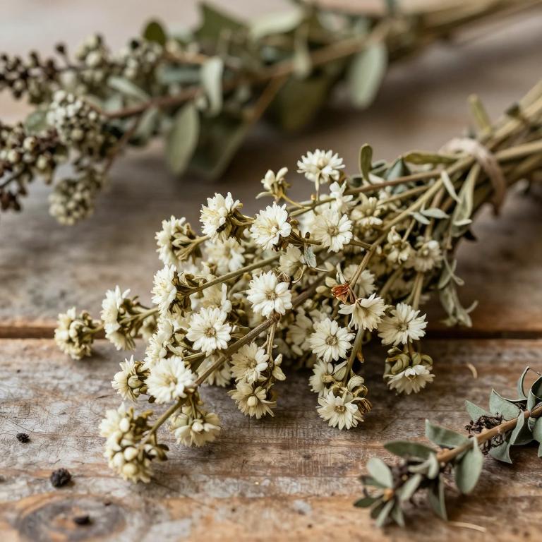 Spiraea alba