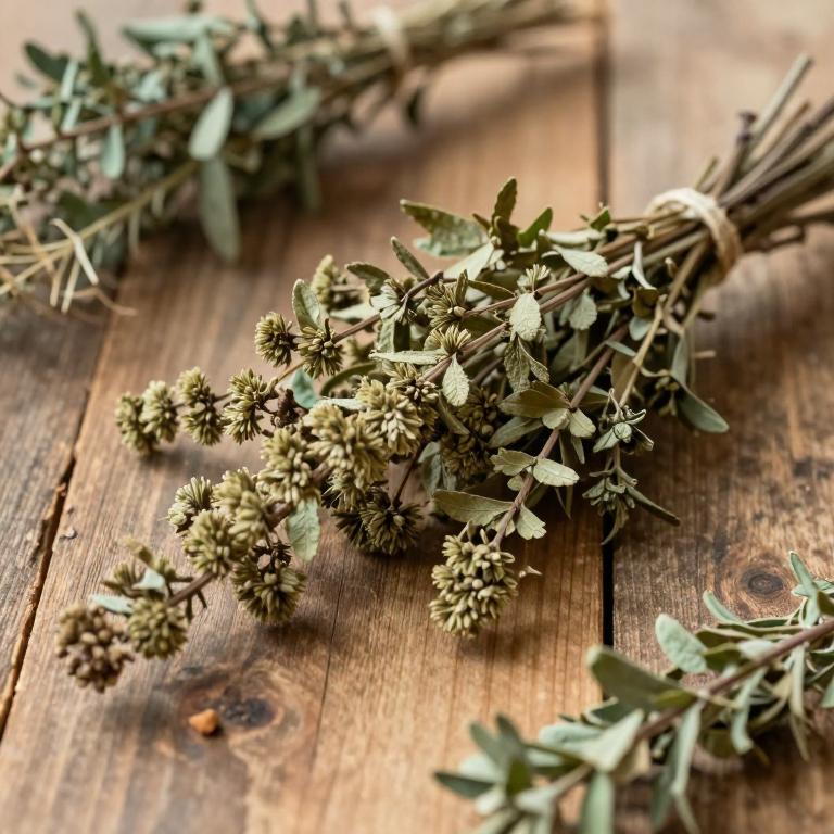 Spiraea chamaedryfolia