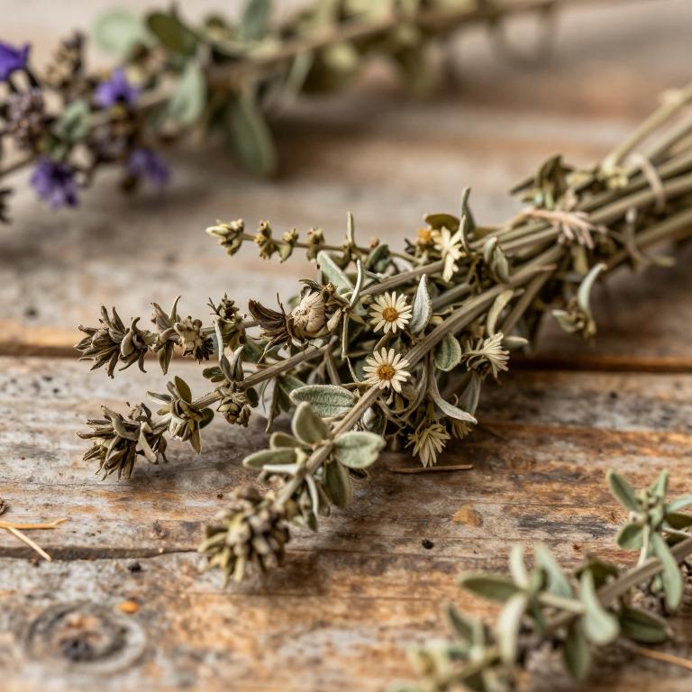 Stachys affinis