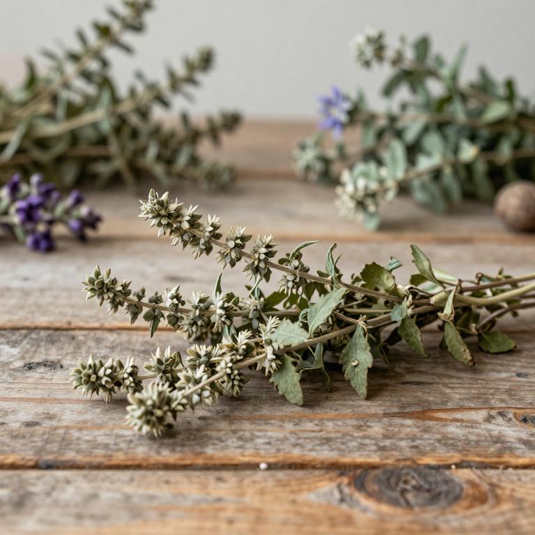 Stachys alpina