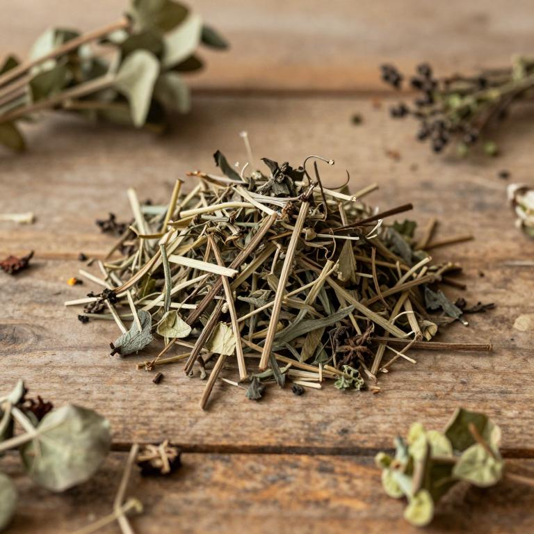 Strobilanthes