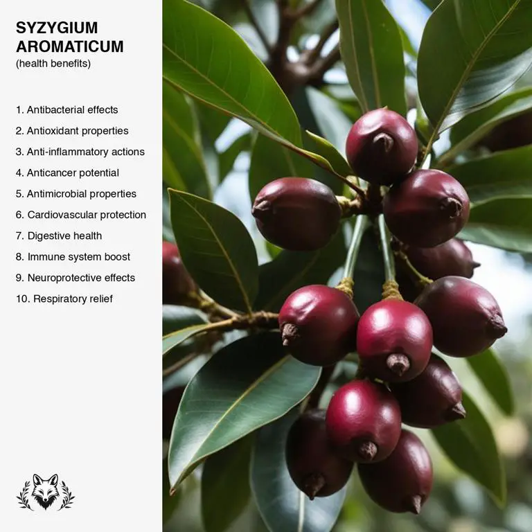 benefits of Syzygium aromaticum