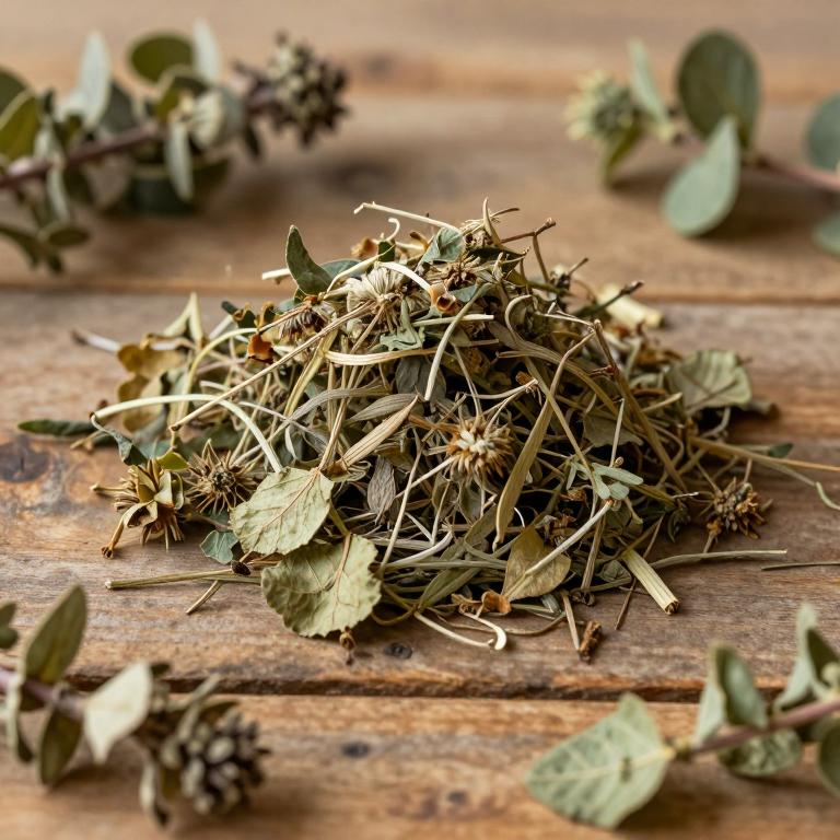 Tabernaemontana markgrafiana