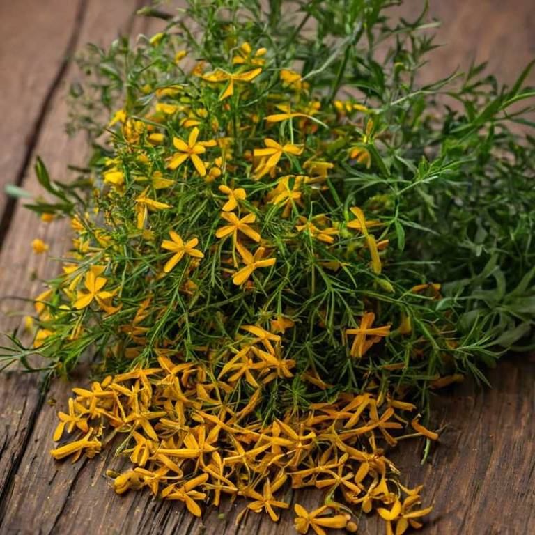 tagetes lucida