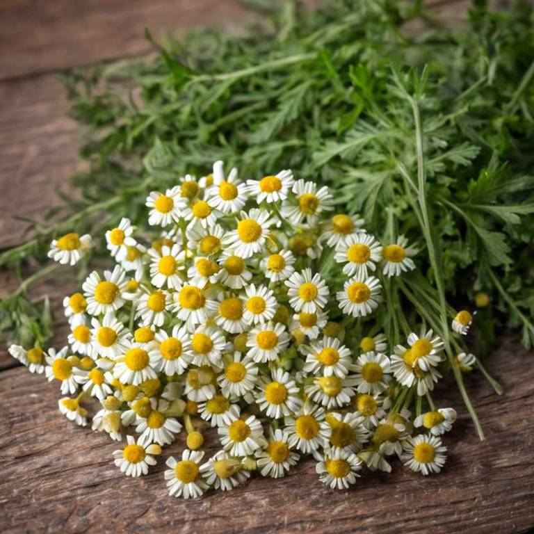 tanacetum annuum