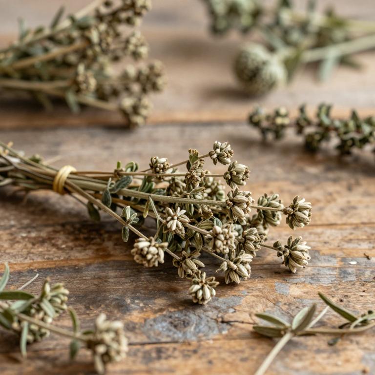 Tanacetum densum subsp. laxum