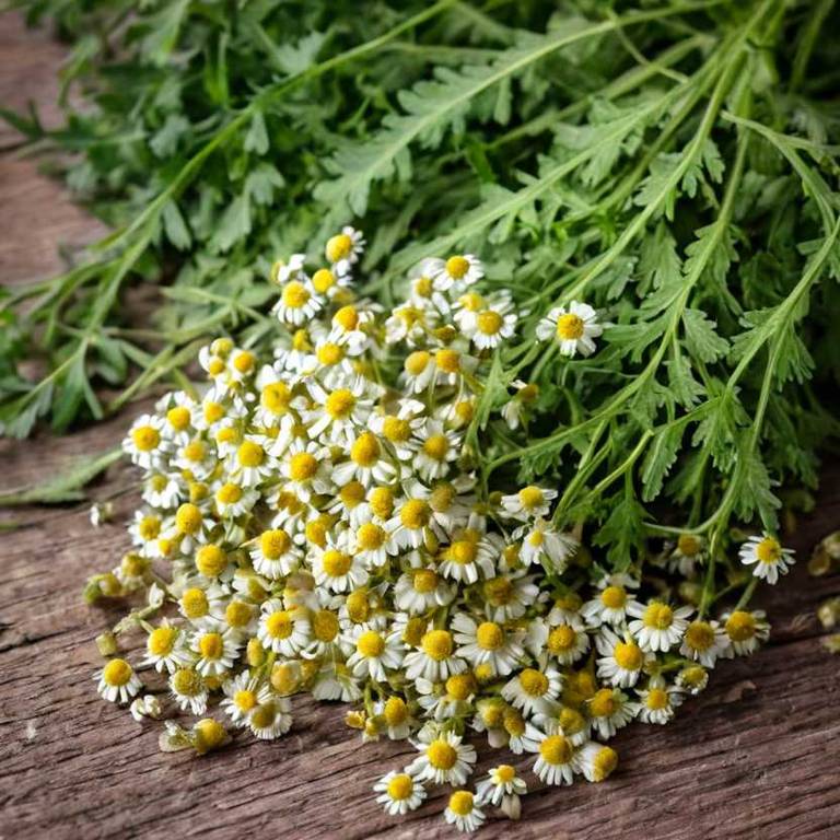 tanacetum vulgare