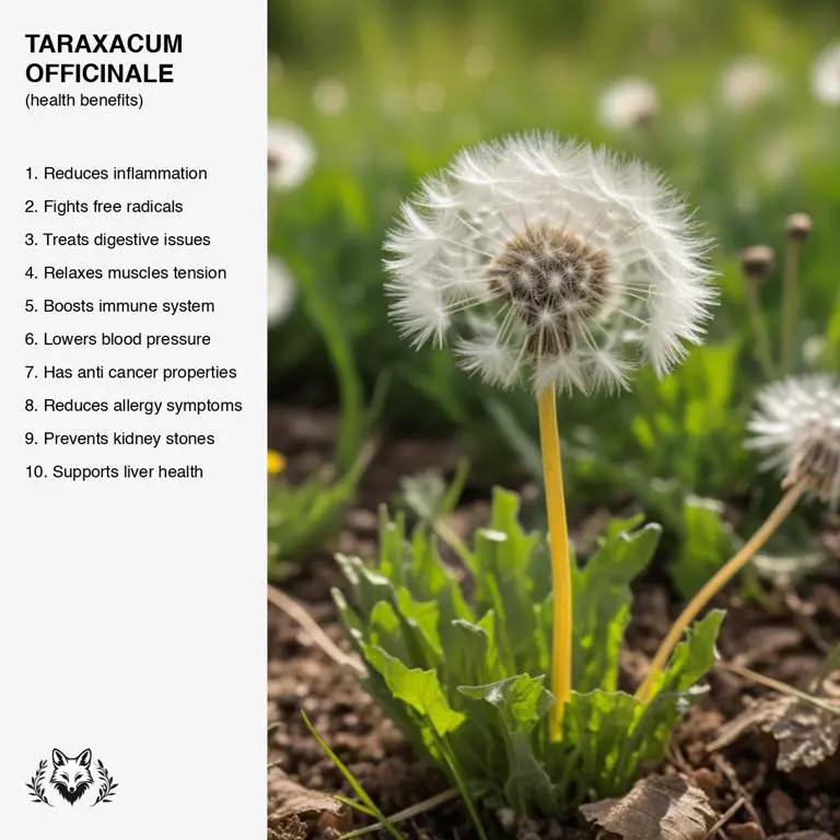 benefits of Taraxacum officinale