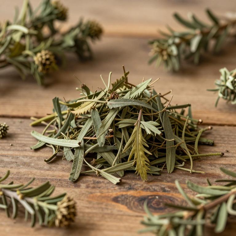 Taxus mairei