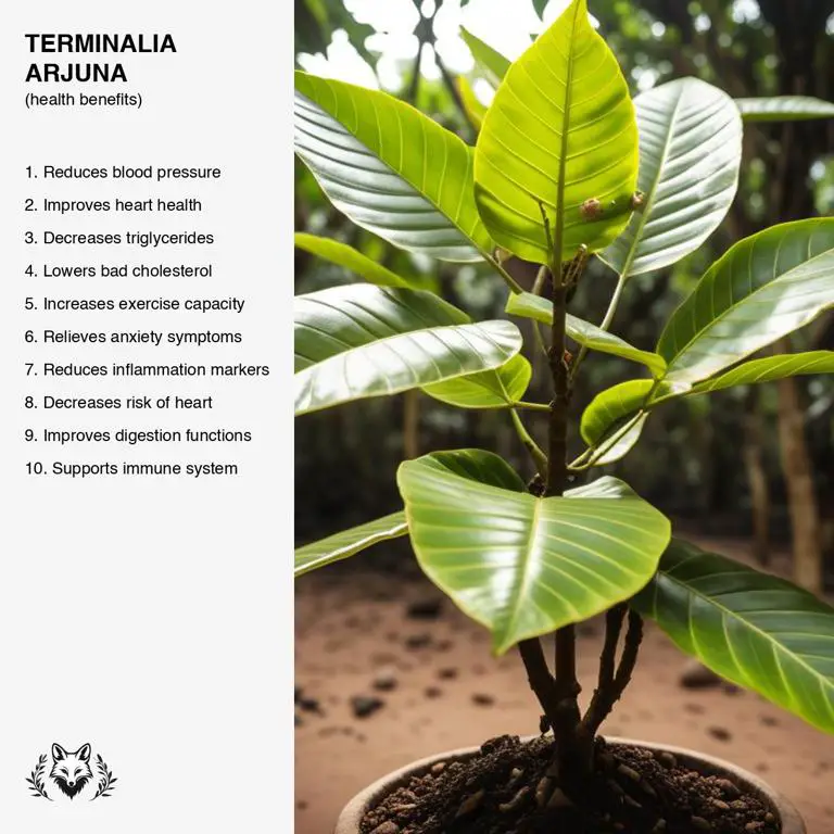 benefits of Terminalia arjuna