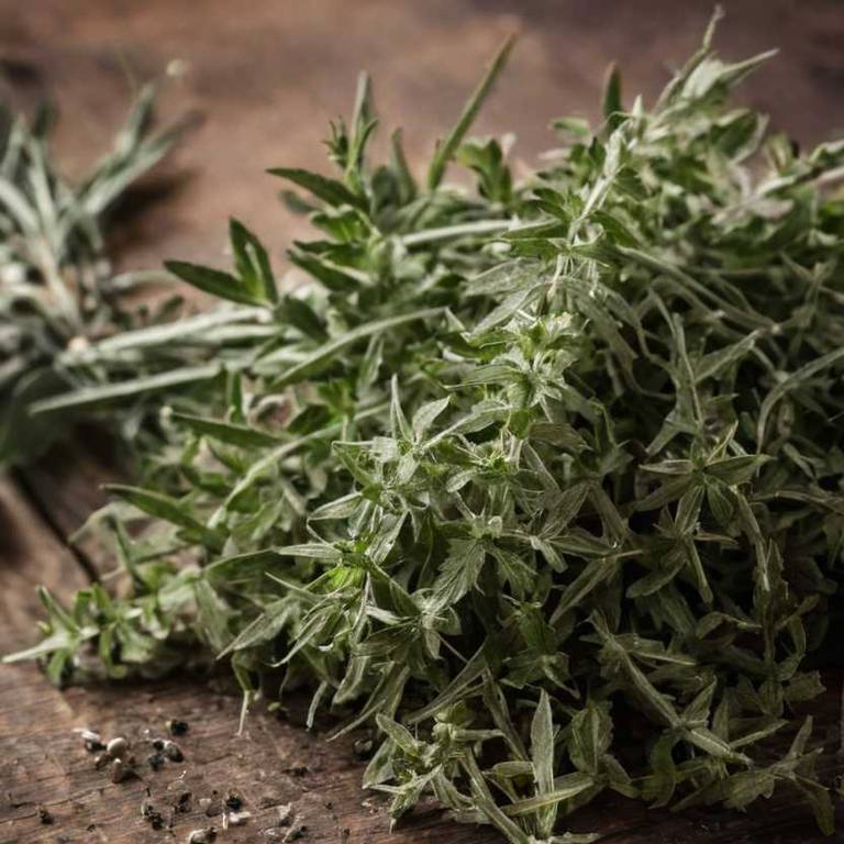 teucrium marum for athlete's foot