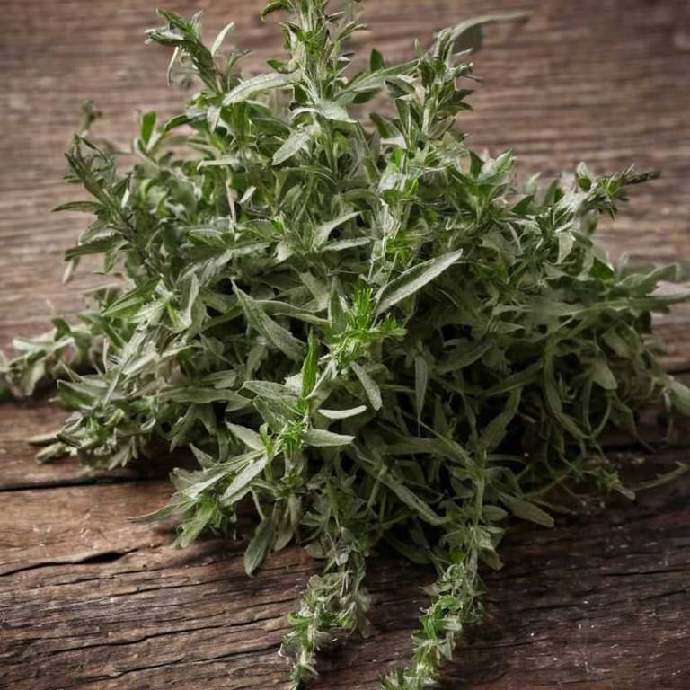 teucrium scorodonia